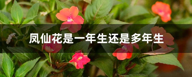 凤仙花是一年生还是多年生 凤仙花是一年生还是多年生