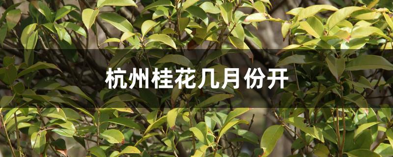 杭州桂花几月份开 杭州桂花几月份开