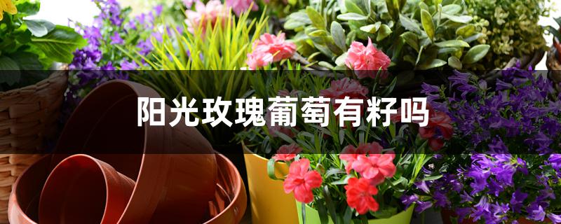 阳光玫瑰葡萄有籽吗 阳光玫瑰葡萄有籽吗
