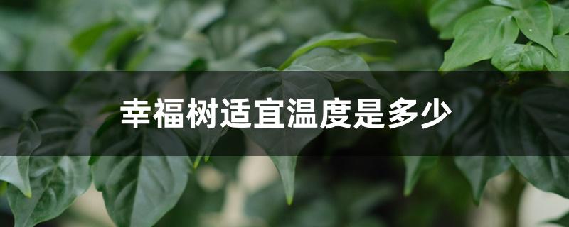 幸福树适宜温度是多少 幸福树适宜温度是多少