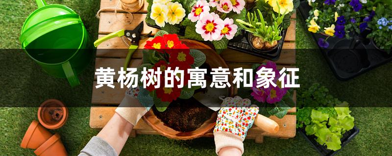 黄杨树的寓意和象征 黄杨树的寓意和象征