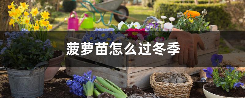 菠萝苗怎么过冬季 菠萝苗怎么过冬季