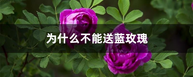 为什么不能送蓝玫瑰 为什么不能送蓝玫瑰