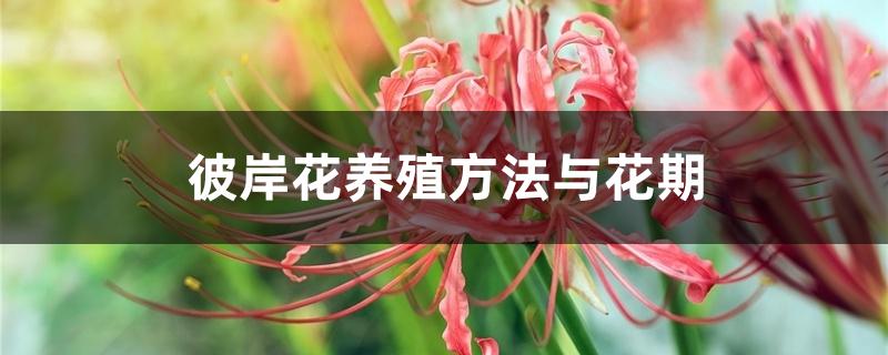 彼岸花养殖方法与花期 彼岸花养殖方法与花期