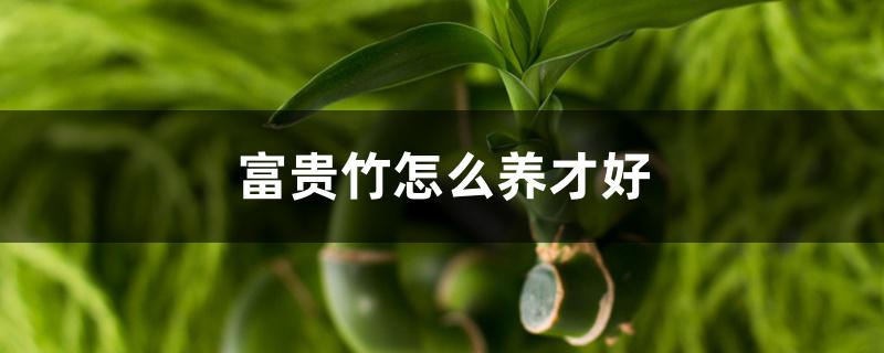 富贵竹怎么养才好 富贵竹怎么养才好