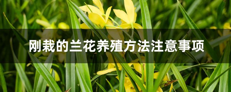 刚栽的兰花养殖方法注意事项 刚栽的兰花养殖方法注意事项