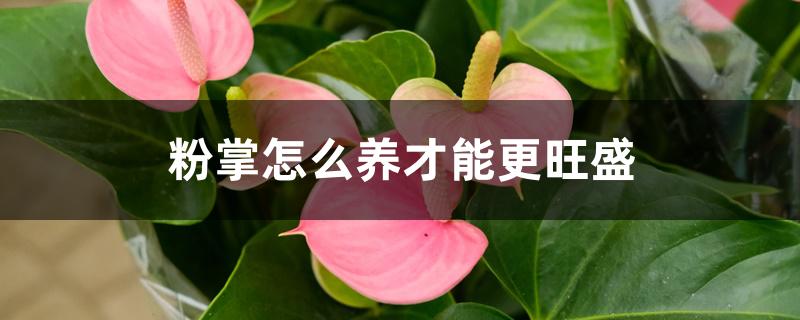 粉掌怎么养才能更旺盛 粉掌怎么养才能更旺盛