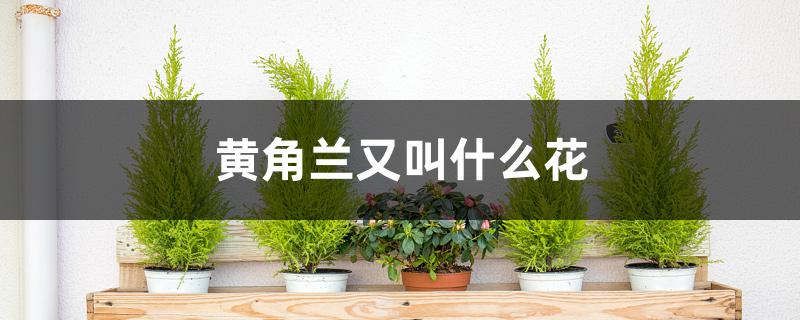 黄角兰又叫什么花 黄角兰又叫什么花