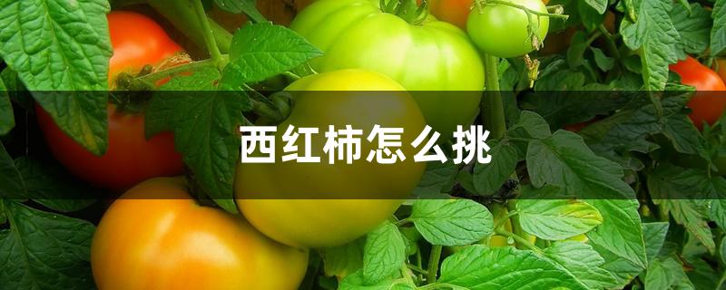 西红柿怎么挑 西红柿怎么挑