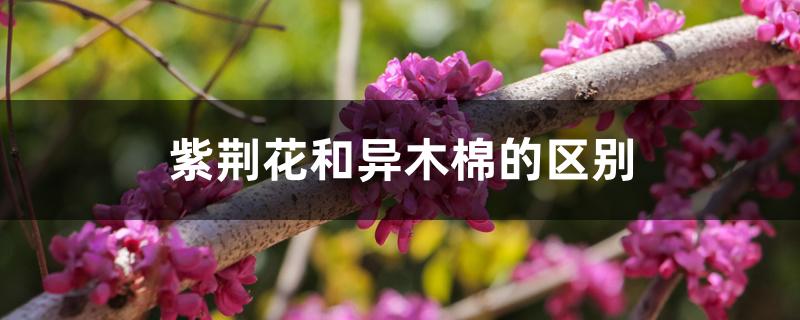 紫荆花和异木棉的区别 紫荆花和异木棉的区别