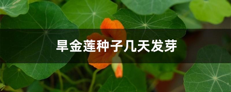 旱金莲种子几天发芽 旱金莲种子几天发芽