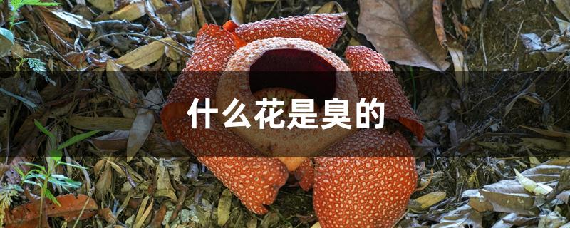 什么花是臭的 什么花是臭的