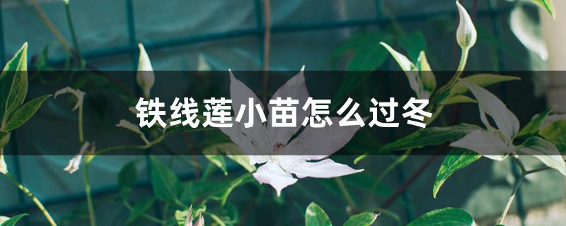 铁线莲小苗怎么过冬 铁线莲小苗怎么过冬