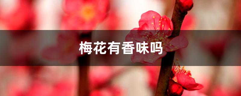梅花有香味吗 梅花有香味吗