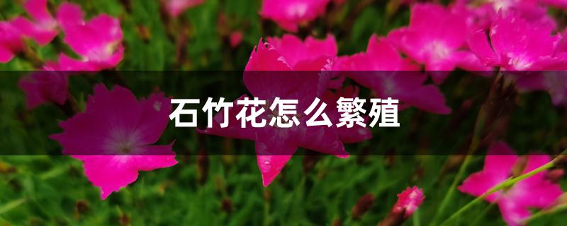 石竹花怎么繁殖 石竹花怎么繁殖