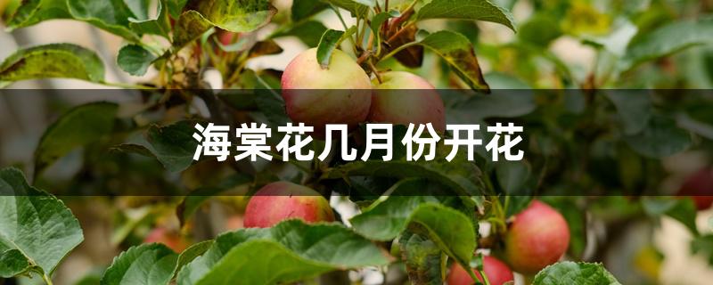 海棠花几月份开花 海棠花几月份开花