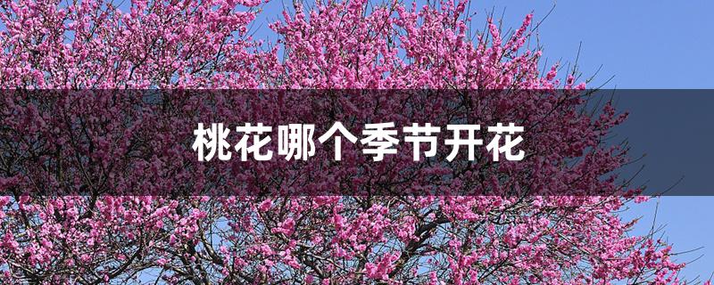 桃花哪个季节开花 桃花哪个季节开花
