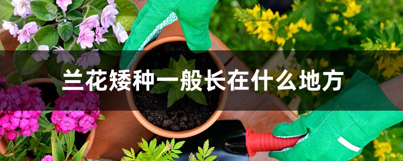 兰花矮种一般长在什么地方 兰花矮种一般长在什么地方