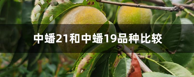 中蟠21和中蟠19品种比较 中蟠21和中蟠19品种比较