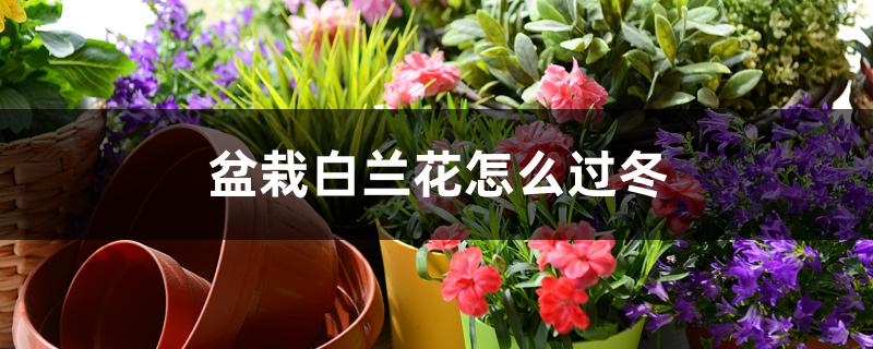 盆栽白兰花怎么过冬 盆栽白兰花怎么过冬