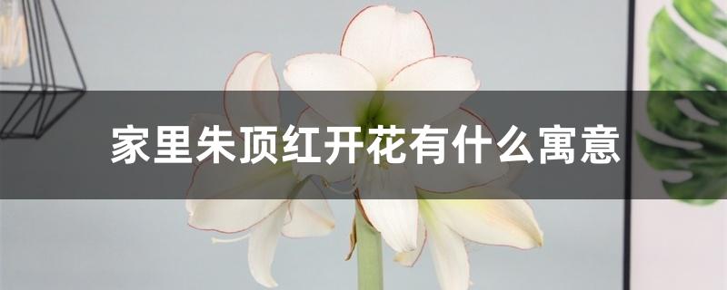 家里朱顶红开花有什么寓意 家里朱顶红开花有什么寓意