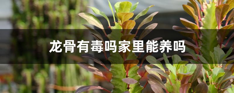 龙骨有毒吗家里能养吗 龙骨有毒吗家里能养吗