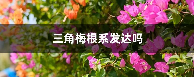 三角梅根系发达吗 三角梅根系发达吗