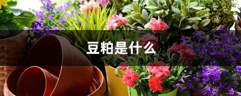 豆粕是什么 豆粕是什么