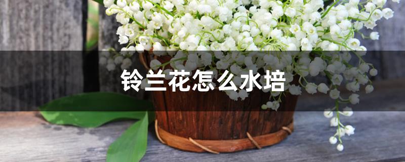 铃兰花怎么水培 铃兰花怎么水培