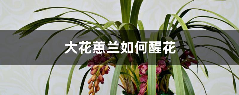 大花蕙兰如何醒花 大花蕙兰如何醒花
