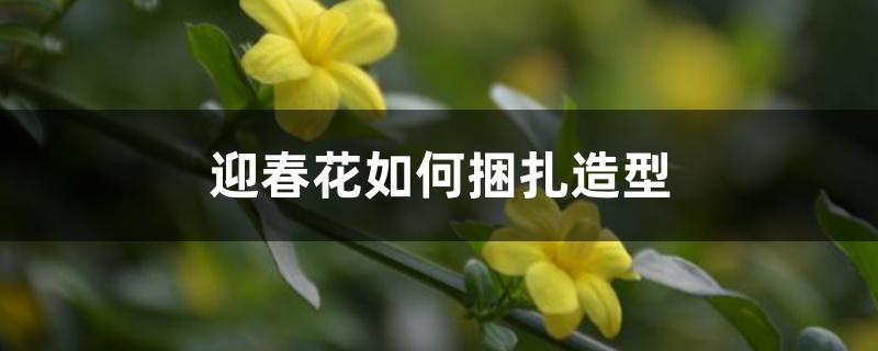 迎春花如何捆扎造型 迎春花如何捆扎造型