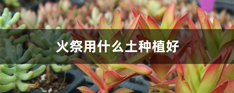 火祭用什么土种植好 火祭用什么土种植好