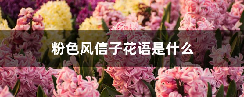 粉色风信子花语是什么 粉色风信子花语是什么