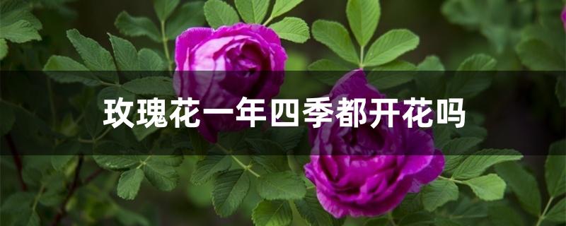 玫瑰花一年四季都开花吗 玫瑰花一年四季都开花吗
