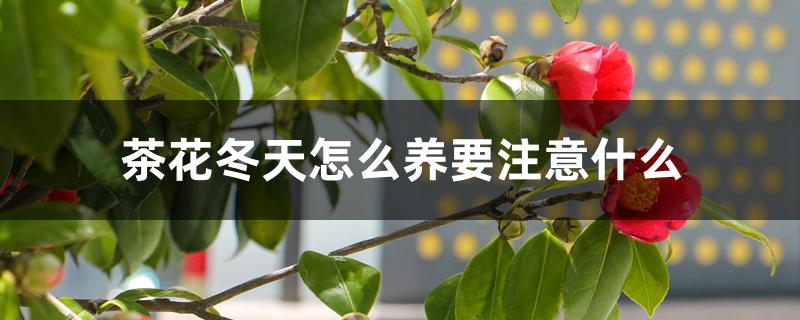 茶花冬天怎么养要注意什么 茶花冬天怎么养要注意什么