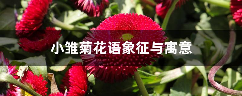 小雏菊花语象征与寓意 小雏菊花语象征与寓意