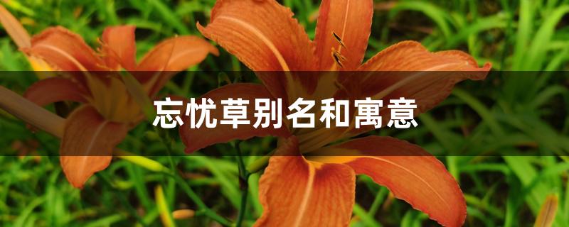 忘忧草别名和寓意 忘忧草别名和寓意