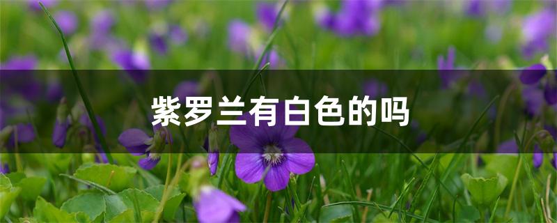 紫罗兰有白色的 紫罗兰有白色的