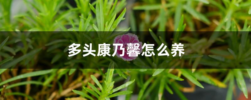 多头康乃馨怎么养 多头康乃馨怎么养