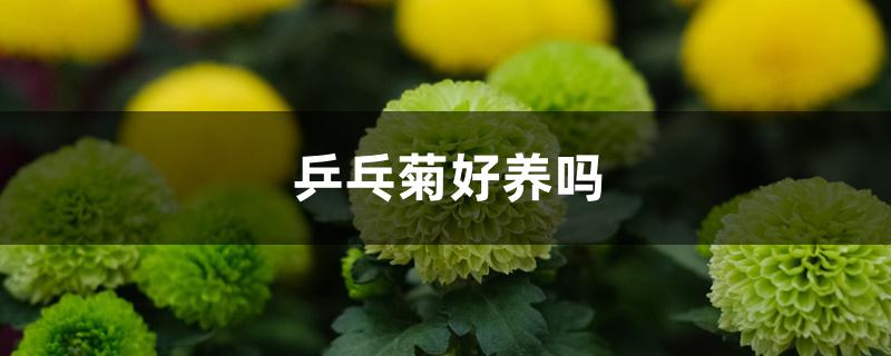 乒乓菊好养吗 乒乓菊好养吗