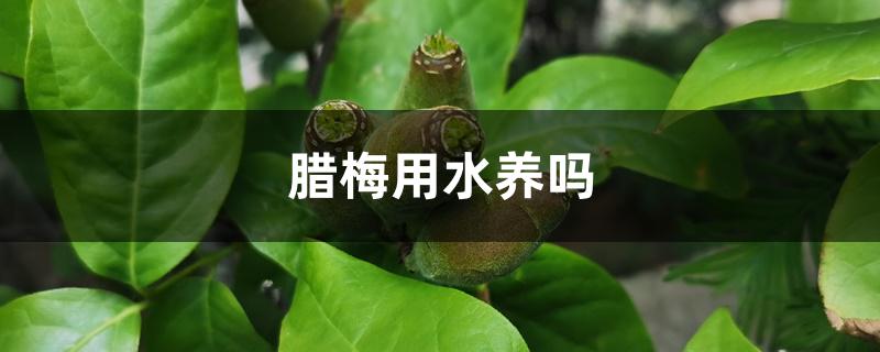 腊梅用水养吗 腊梅用水养吗