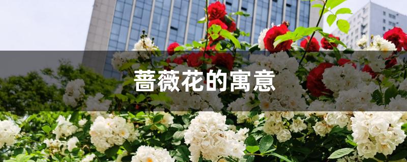 蔷薇花的寓意 蔷薇花的寓意