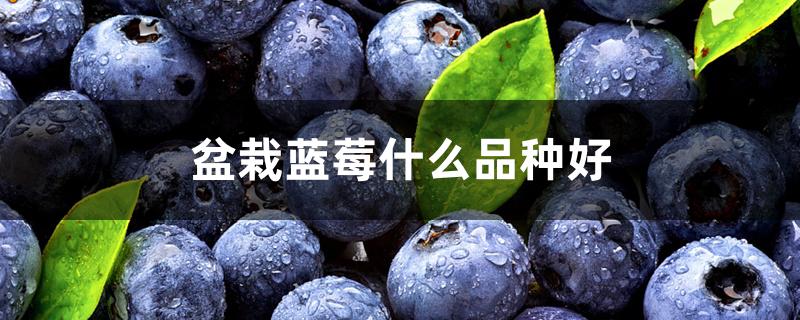 盆栽蓝莓什么品种好 盆栽蓝莓什么品种好