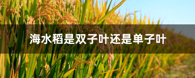 海水稻是双子叶还是单子叶 海水稻是双子叶还是单子叶