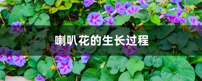 喇叭花的生长过程 喇叭花的生长过程