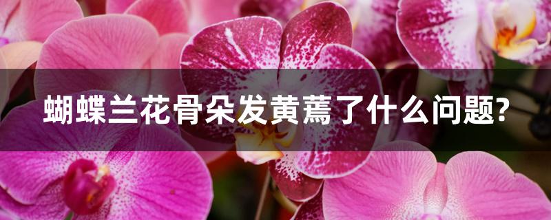 蝴蝶兰花骨朵发黄蔫了什么问题? 蝴蝶兰花骨朵发黄蔫了什么问题?