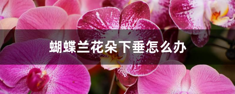 蝴蝶兰花朵下垂怎么办 蝴蝶兰花朵下垂怎么办