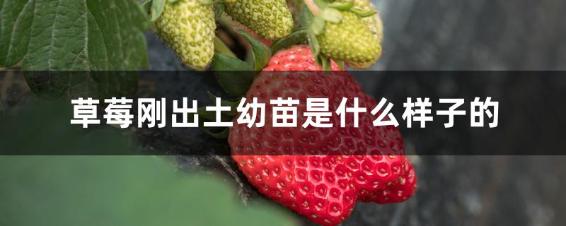 草莓刚出土幼苗是什么样子的 草莓刚出土幼苗是什么样子的