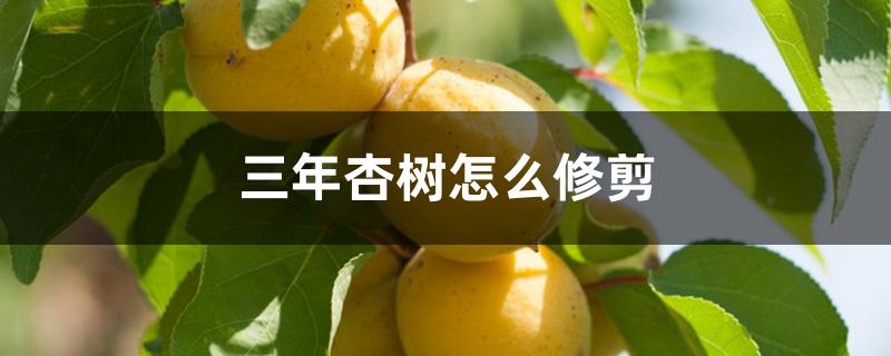 三年杏树怎么修剪 三年杏树怎么修剪
