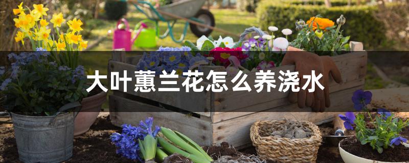 大叶蕙兰花怎么养浇水 大叶蕙兰花怎么养浇水